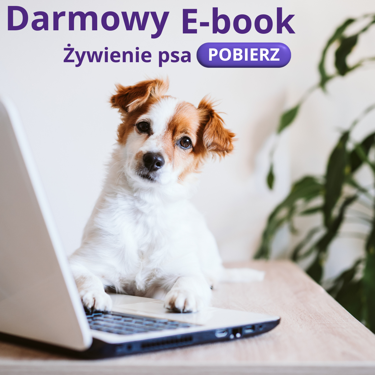 ebook żywienie psa look4dog