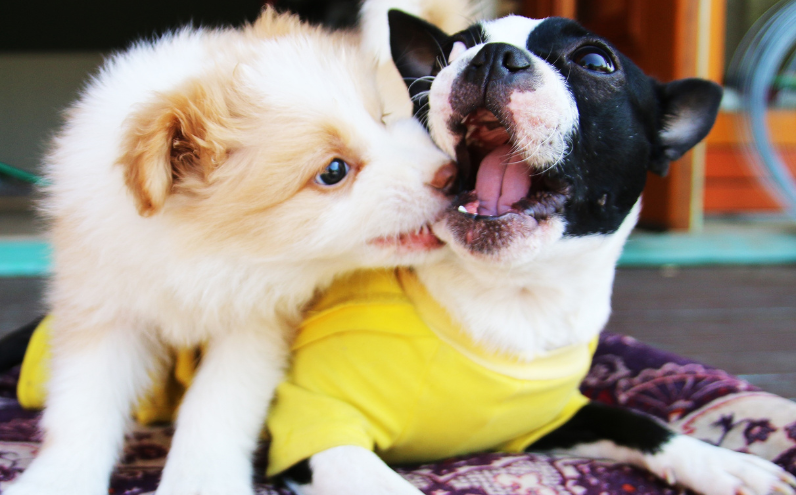 Jak wprowadzić drugiego psa do domu – przewodnik krok po kroku