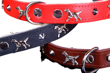 Seter w tej obroży będzie wyglądał pięknie