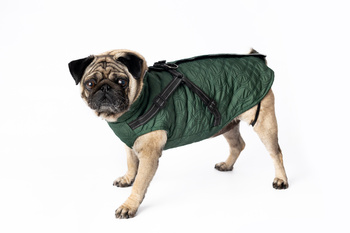 Ubranko dla psa kurtka na jesienne dni zielone XXL
