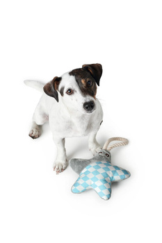 Gryzak szarpak zabawka pluszowa gwiazdka dla psa