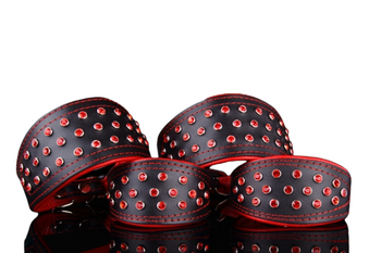 Królewski wygląd charta tylko w tej obroży skóra