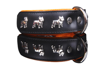 Buldog francuski w czaderskiej obroży wyróżni się