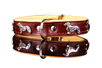 Jamnik inny niż inne z obrożą specjalnie dla niego